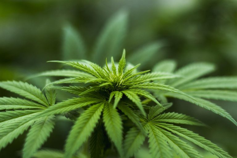 Thailand FDA is unlocking cannabis, hemp for use in health products, food, cosmetics, and herbal products.